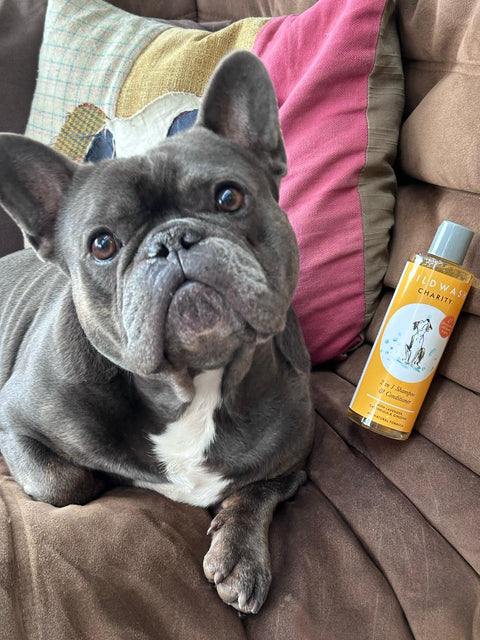 2-in-1 Hundeshampoo & Conditioner für den guten Zweck
