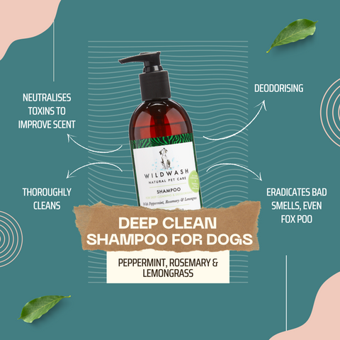 Hundeshampoo gegen Gerüche